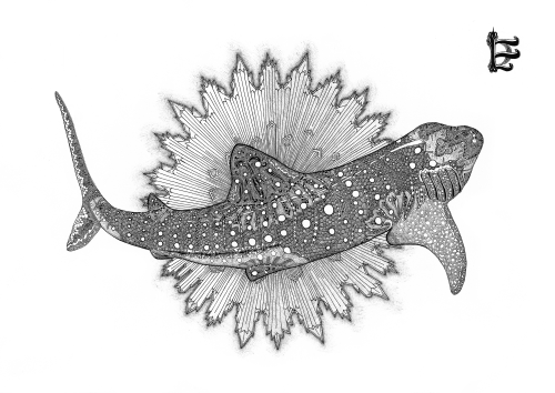 FishFish